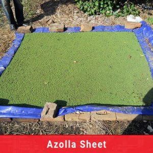 azolla sheet