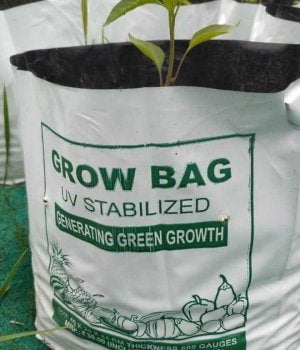 vegetable_plant_grow_bags-plycbv2ehnsxvte4rlpyg1vvgdzi3v8ss22lf25mss