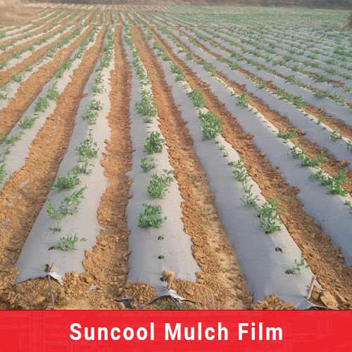 suncool mulch film