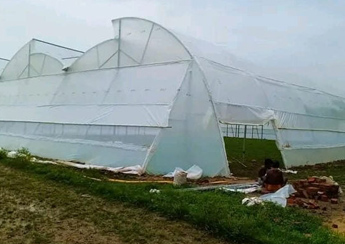 greenhouse films