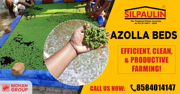 silpaulin azolla bed