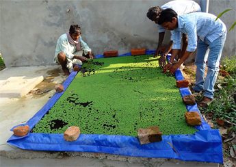 silpaulin azolla cultivation bed