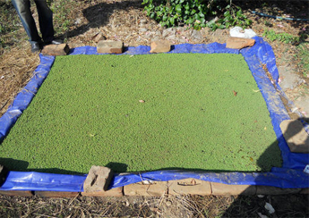 silpaulin azolla sheet